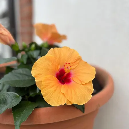 Seascape Apartma *